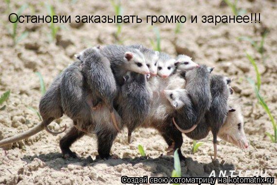 Котоматрица: Остановки заказывать громко и заранее!!!
