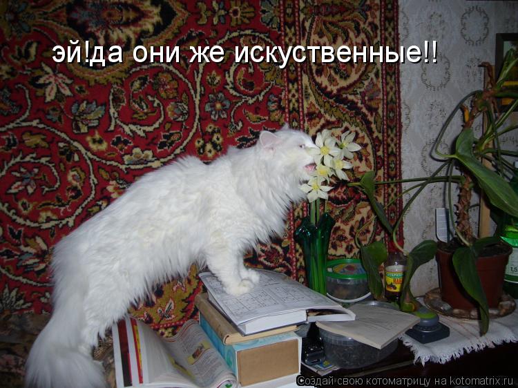 эй!да они же искуственные!!... Котоматрица: эй!да они же искуственные!!
