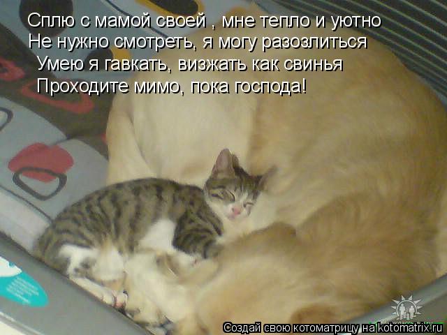 Котоматрица: Сплю с мамой своей , мне тепло и уютно Не нужно смотреть, я могу разозлиться Умею я гавкать, визжать как свинья Проходите мимо, пока господа!