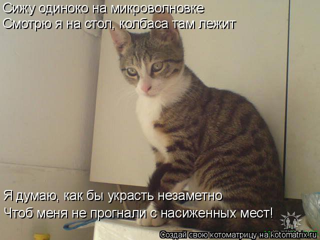 Котоматрица: Сижу одиноко на микроволновке Смотрю я на стол, колбаса там лежит Я думаю, как бы украсть незаметно Чтоб меня не прогнали с насиженных мест!