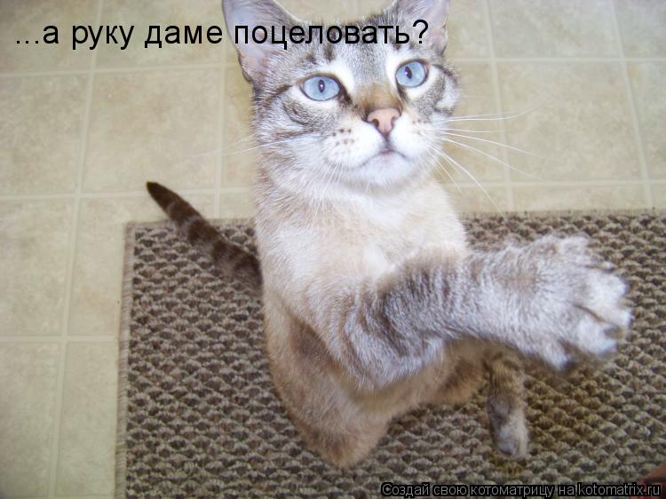 Котоматрица: ...а руку даме поцеловать?