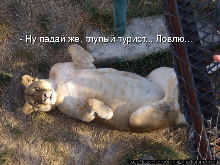 Котоматрица: - Ну падай же, глупый турист... Ловлю...