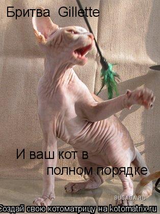 Котоматрица: Бритва  Gillette И ваш кот в  полном порядке