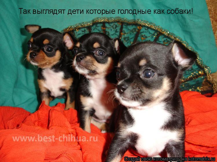 Котоматрица: Так выглядят дети которые голодные как собаки!