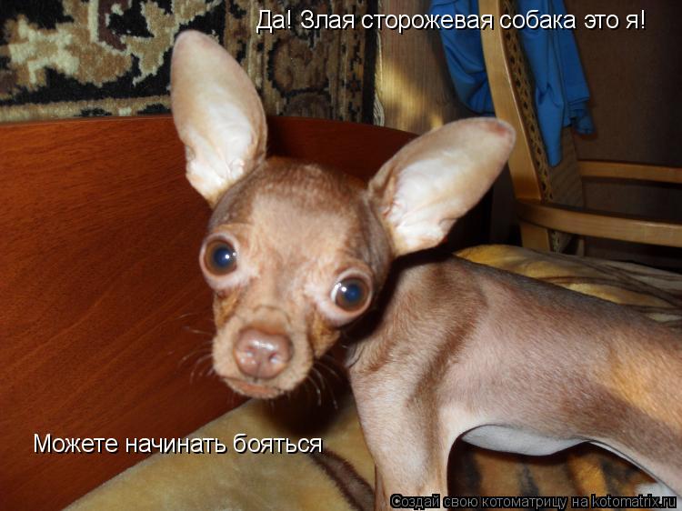Котоматрица: Да! Злая сторожевая собака это я! Можете начинать бояться
