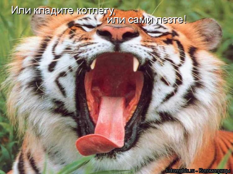 Котоматрица: Или кладите котлету, или сами лезте!