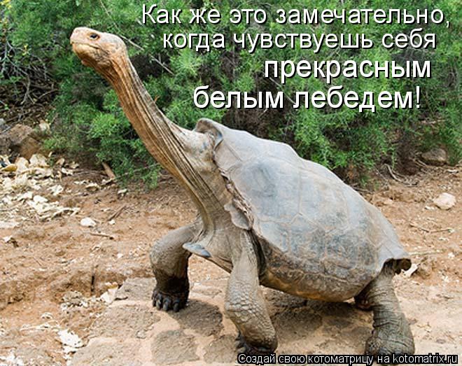 Как же это замечательно, когда чувствуешь себя прекрасным белым лебедем!... Котоматрица: Как же это замечательно, когда чувствуешь себя прекрасным белым лебедем!