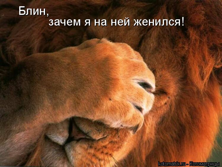 Котоматрица: Блин, зачем я на ней женился!