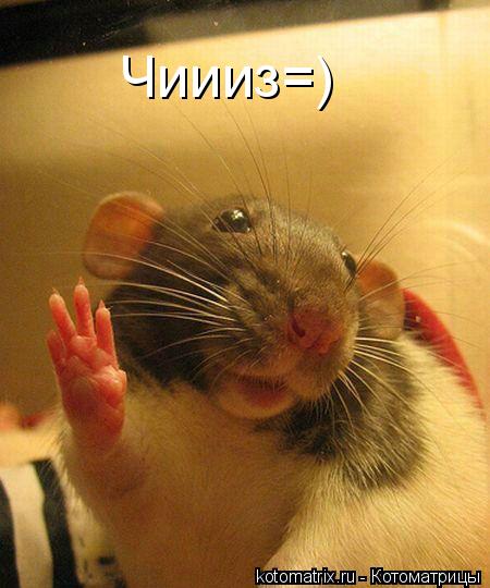 Котоматрица: Чиииз=)