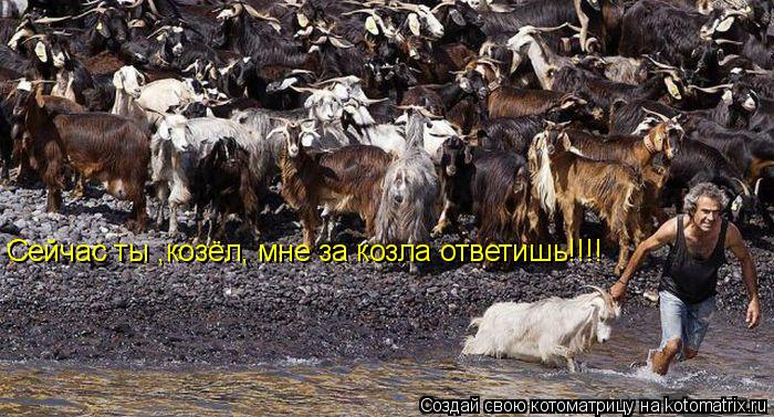Котоматрица: Сейчас ты ,козёл, мне за козла ответишь!!!!