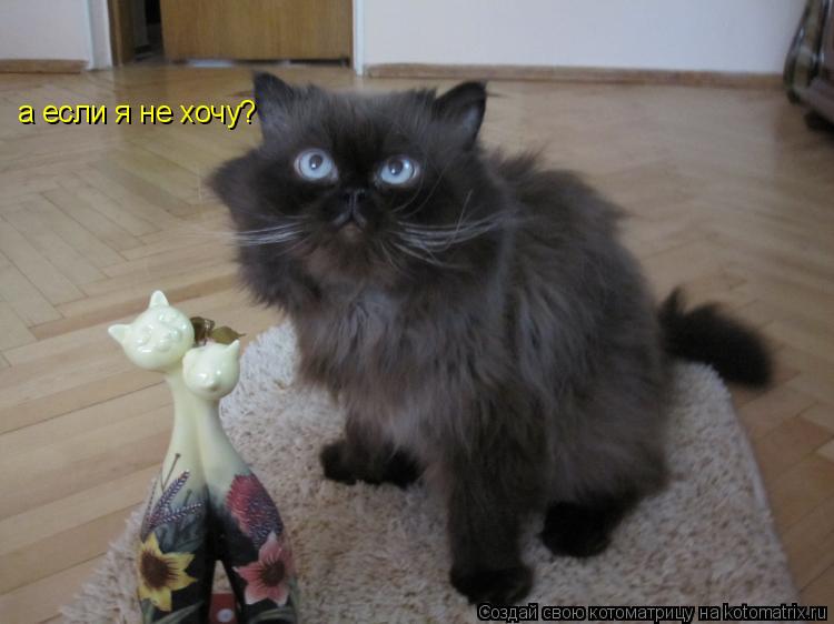 Котоматрица: а если я не хочу?
