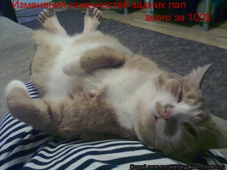 Котоматрица: Изменения конечностей задних лап Изменения конечностей задних лап всего за 100$