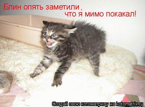 Котоматрица: Блин опять заметили Блин опять заметили , что я мимо покакал!