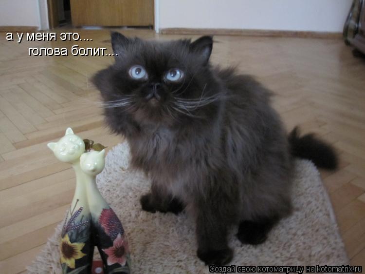 а у меня это.... голова болит....... Котоматрица: а у меня это.... голова болит....