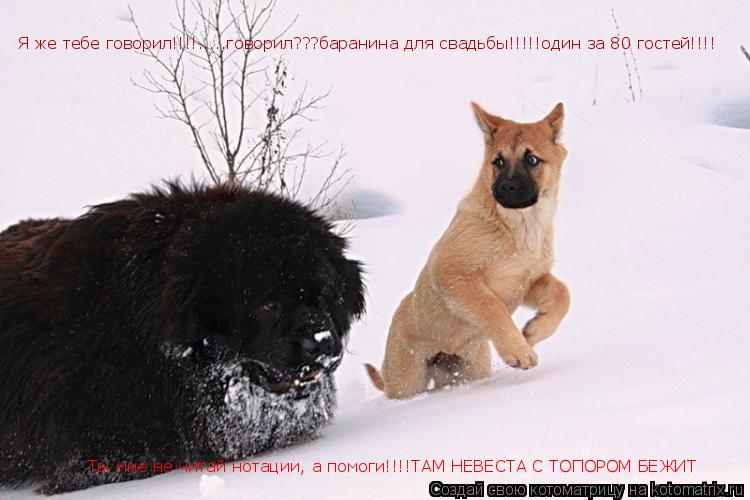 Я же тебе говорил!!!!.....говорил???баранина для свадьбы!!!!!один за 80 гостей!!!! Ты мне не читай н... Котоматрица: Я же тебе говорил!!!!.....говорил???баранина для свадьбы!!!!!один за 80 гостей!!!! Ты мне не читай нотации, а помоги!!!!ТАМ НЕВЕСТА С ТОПОРОМ БЕЖИТ