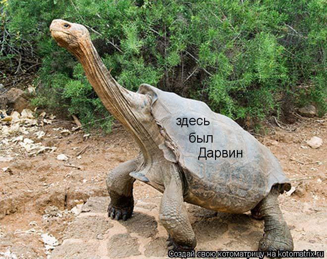 здесь был Дарвин Дарвин... Котоматрица: здесь был Дарвин Дарвин