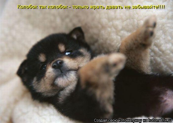 Колобок так колобок - только жрать давать не забывайте!!!!... Котоматрица: Колобок так колобок - только жрать давать не забывайте!!!!