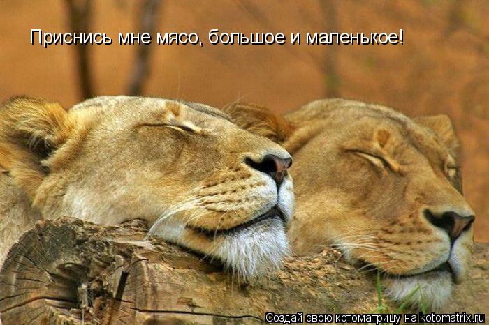 Приснись мне мясо, большое и маленькое!... Котоматрица: Приснись мне мясо, большое и маленькое!