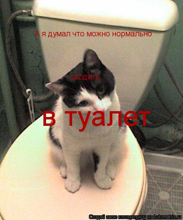 А я думал что можно нормально сходить в туалет... Котоматрица: А я думал что можно нормально сходить в туалет