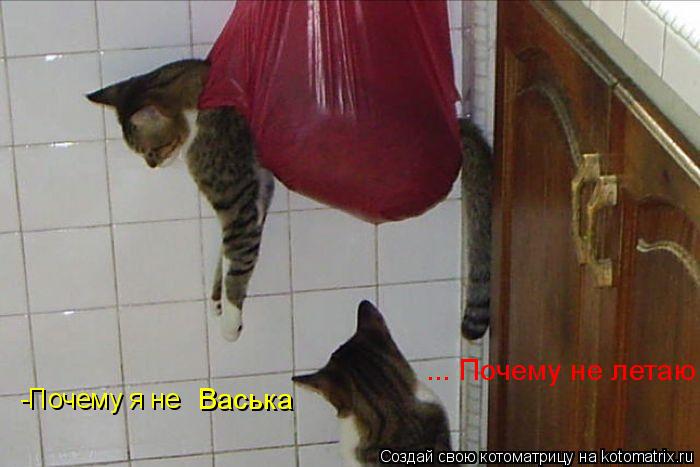 -Почему я не Васька ... Почему не летаю... Котоматрица: -Почему я не Васька ... Почему не летаю
