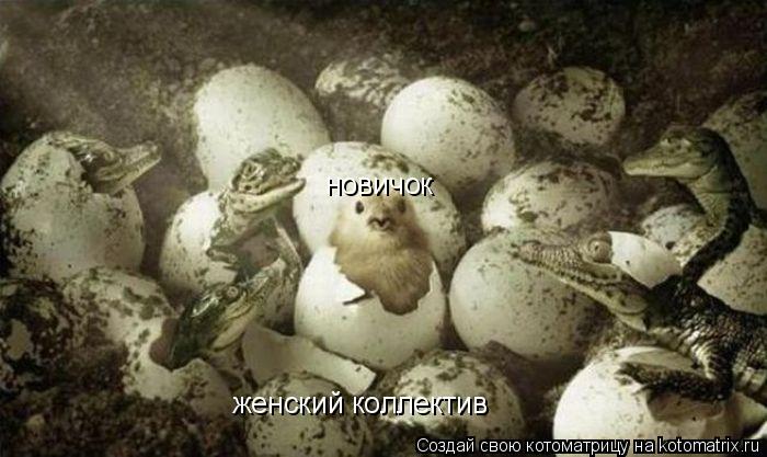 женский коллектив новичок... Котоматрица: женский коллектив новичок
