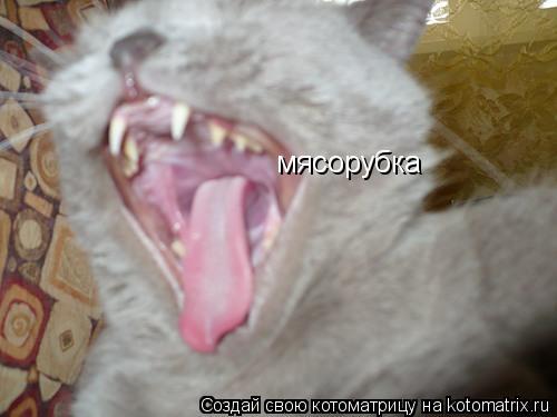 мясорубка... Котоматрица: мясорубка