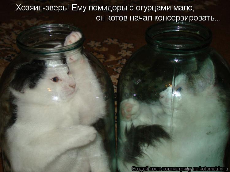 Хозяин-зверь! Ему помидоры с огурцами мало, он котов начал консервировать...... Котоматрица: Хозяин-зверь! Ему помидоры с огурцами мало, он котов начал консервировать...