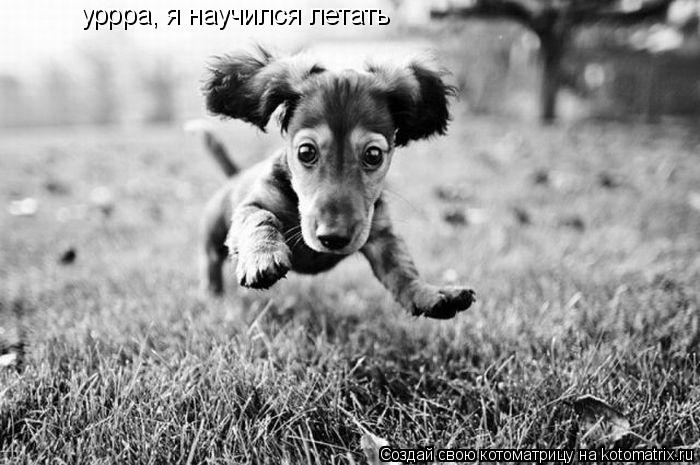 уррра, я научился летать... Котоматрица: уррра, я научился летать
