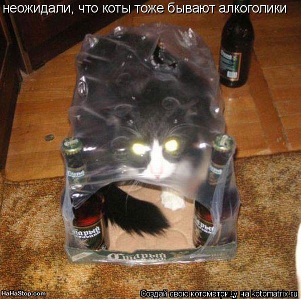 неожидали, что коты тоже бывают алкоголики... Котоматрица: неожидали, что коты тоже бывают алкоголики