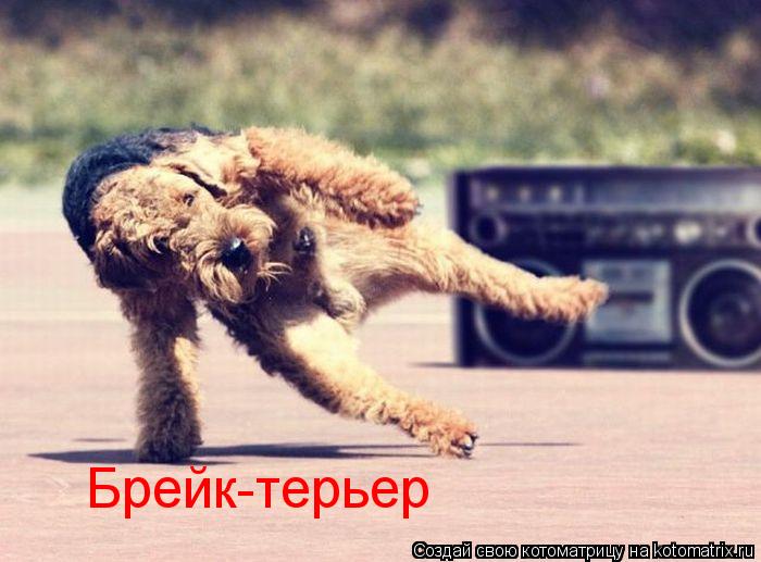 Брейк-терьер... Котоматрица: Брейк-терьер