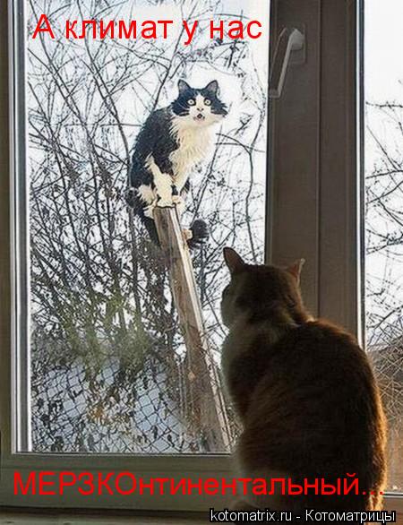 Котоматрица: А климат у нас МЕРЗКОнтинентальный...