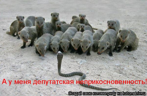 А у меня депутатская неприкосновенность!... Котоматрица: А у меня депутатская неприкосновенность!