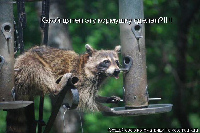 Какой дятел эту кормушку сделал?!!!!... Котоматрица: Какой дятел эту кормушку сделал?!!!!