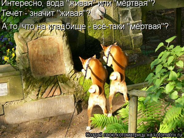 Интересно, вода "живая" или "мёртвая"? Течёт - значит "живая"? А то, что на кладбище - всё-таки "мёрт... Котоматрица: Интересно, вода "живая" или "мёртвая"? Течёт - значит "живая"? А то, что на кладбище - всё-таки "мёртвая"?
