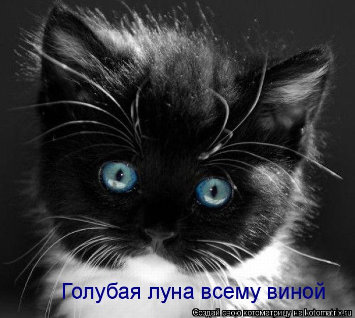 Голубая луна всему виной... Котоматрица: Голубая луна всему виной
