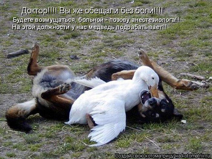 Доктор!!!! Вы же обещали без боли!!!! Будете возмущаться, больной - позову анестезиолога!! На этой до... Котоматрица: Доктор!!!! Вы же обещали без боли!!!! Будете возмущаться, больной - позову анестезиолога!! На этой должности у нас медведь подрабатывает!!