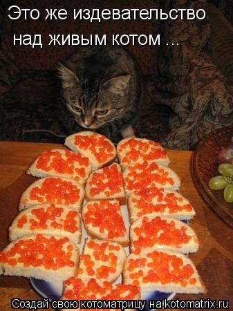 Это же издевательство над живым котом ...... Котоматрица: Это же издевательство над живым котом ...