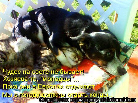 Котоматрица: Чудес на свете не бывает! Хозяева-то, "молодцы"... Пока они в Европах отдыхают Мы с голоду должны отдать концы...