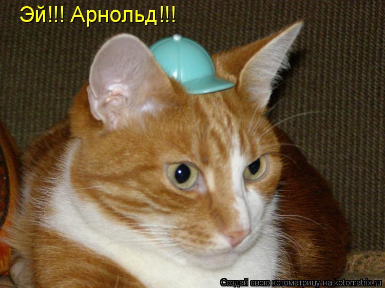 Котоматрица: Эй!!! Арнольд!!!