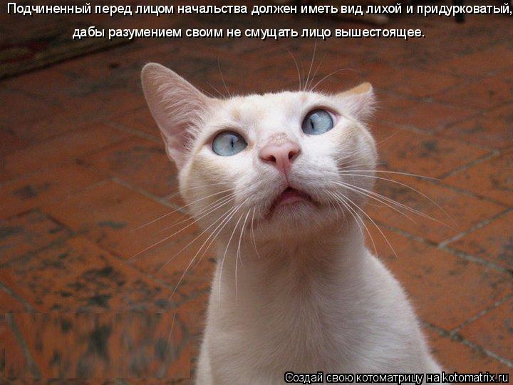 Подчиненный перед лицом начальства должен иметь вид лихой и придурковатый, дабы разумением своим не с... Котоматрица: Подчиненный перед лицом начальства должен иметь вид лихой и придурковатый, дабы разумением своим не смущать лицо вышестоящее.