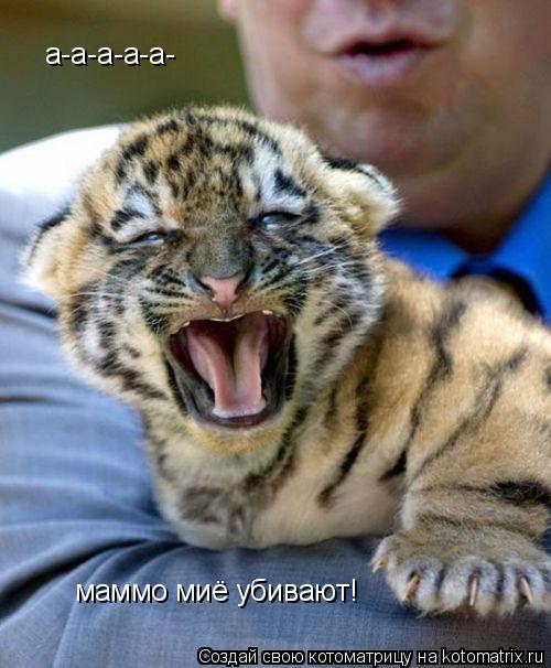 Котоматрица: а-а-а-а-а- маммо миё убивают!