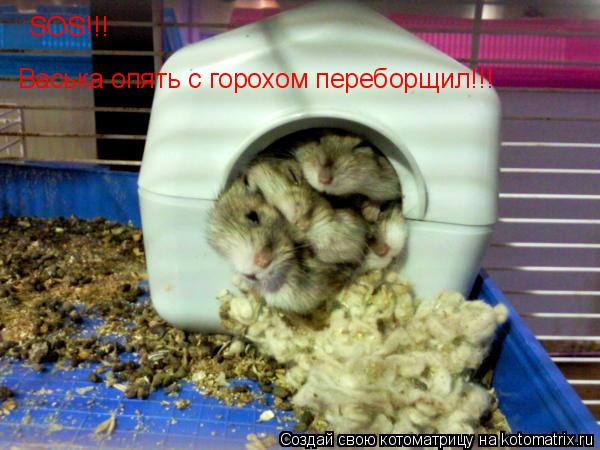 Котоматрица: SOS!!! Васька опять с горохом переборщил!!!