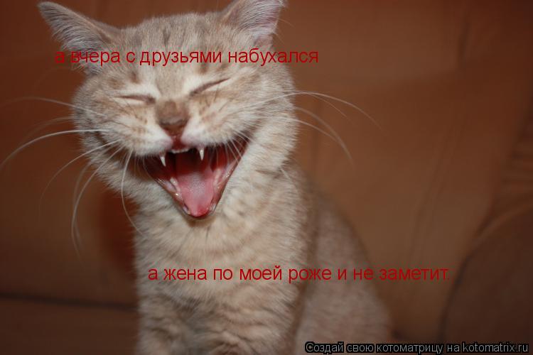 Котоматрица: а вчера с друзьями набухался а жена по моей роже и не заметит.