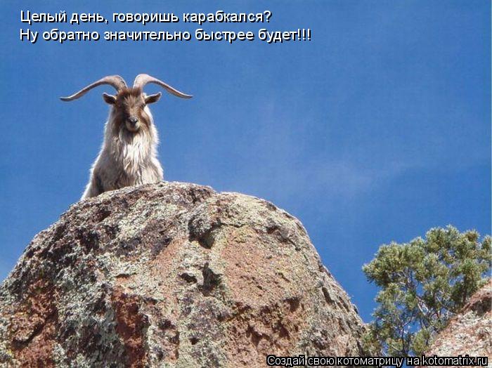 Котоматрица: Целый день, говоришь карабкался? Ну обратно значительно быстрее будет!!!