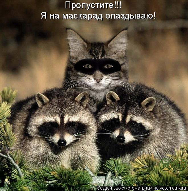 Котоматрица: Пропустите!!! Я на маскарад опаздываю!