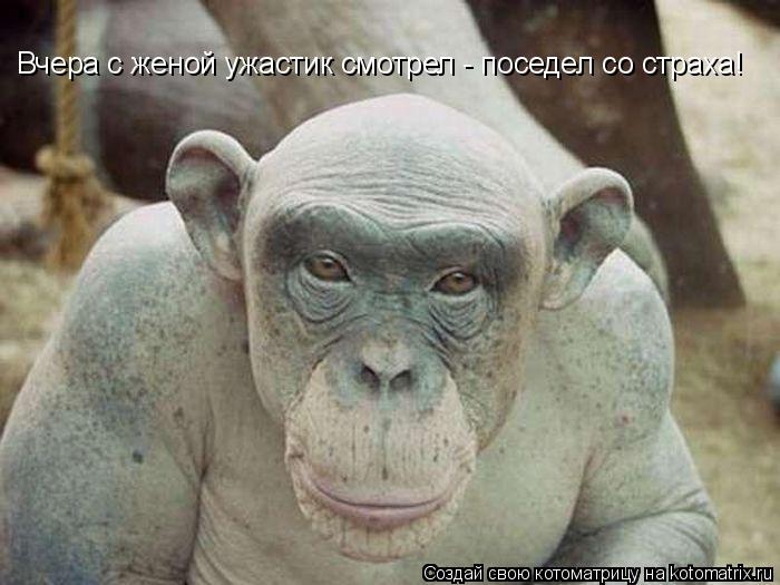 Котоматрица: Вчера с женой ужастик смотрел - поседел со страха!