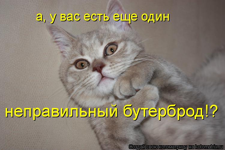 Котоматрица: а, у вас есть еще один неправильный бутерброд!?