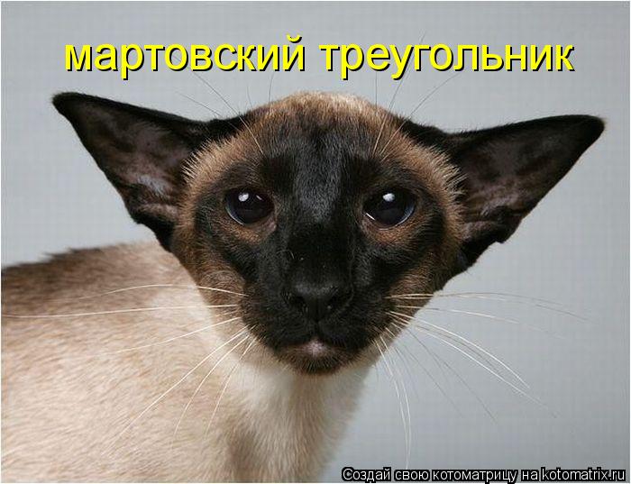 Котоматрица: мартовский треугольник