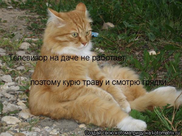 Котоматрица: Телевизор на даче не работает,  поэтому курю траву и смотрю грядки...