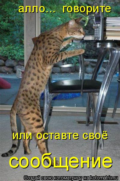 Котоматрица: алло...  говорите или оставте своё сообщение